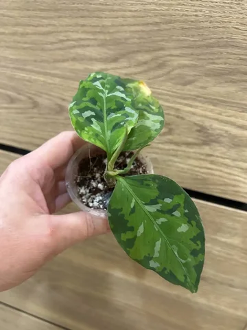 Аглаонема пиктум триколор - Велосипеды в Красноярск