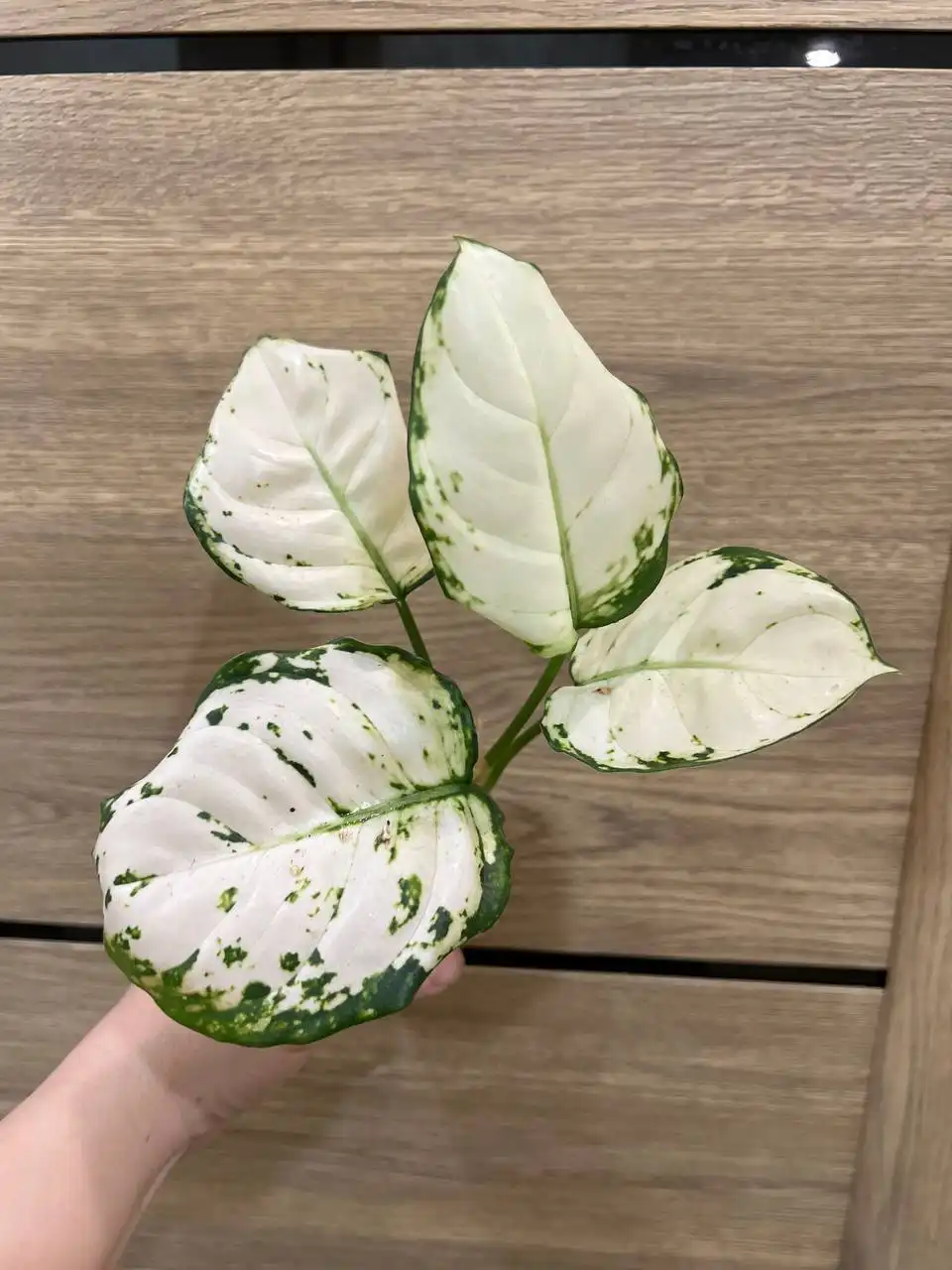 Аглаонема супер Вайт - Комнатные растения (Хобби и отдых) в Красноярск