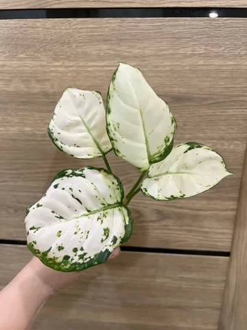 Аглаонема супер Вайт - Велосипеды в Красноярск