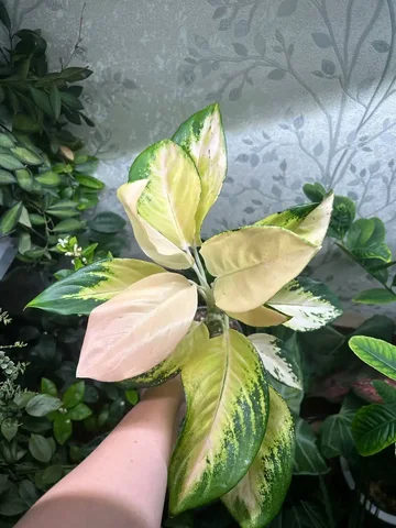 Аглаонема Еллоу Кочин с деткой - Велосипеды в Красноярск