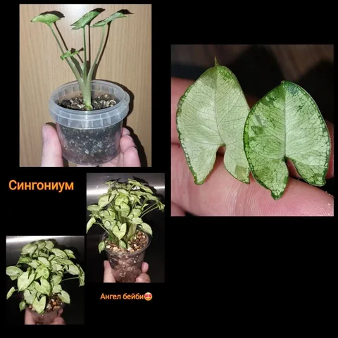 Укоренённая детка комнатного растения - Велосипеды в Красноярск