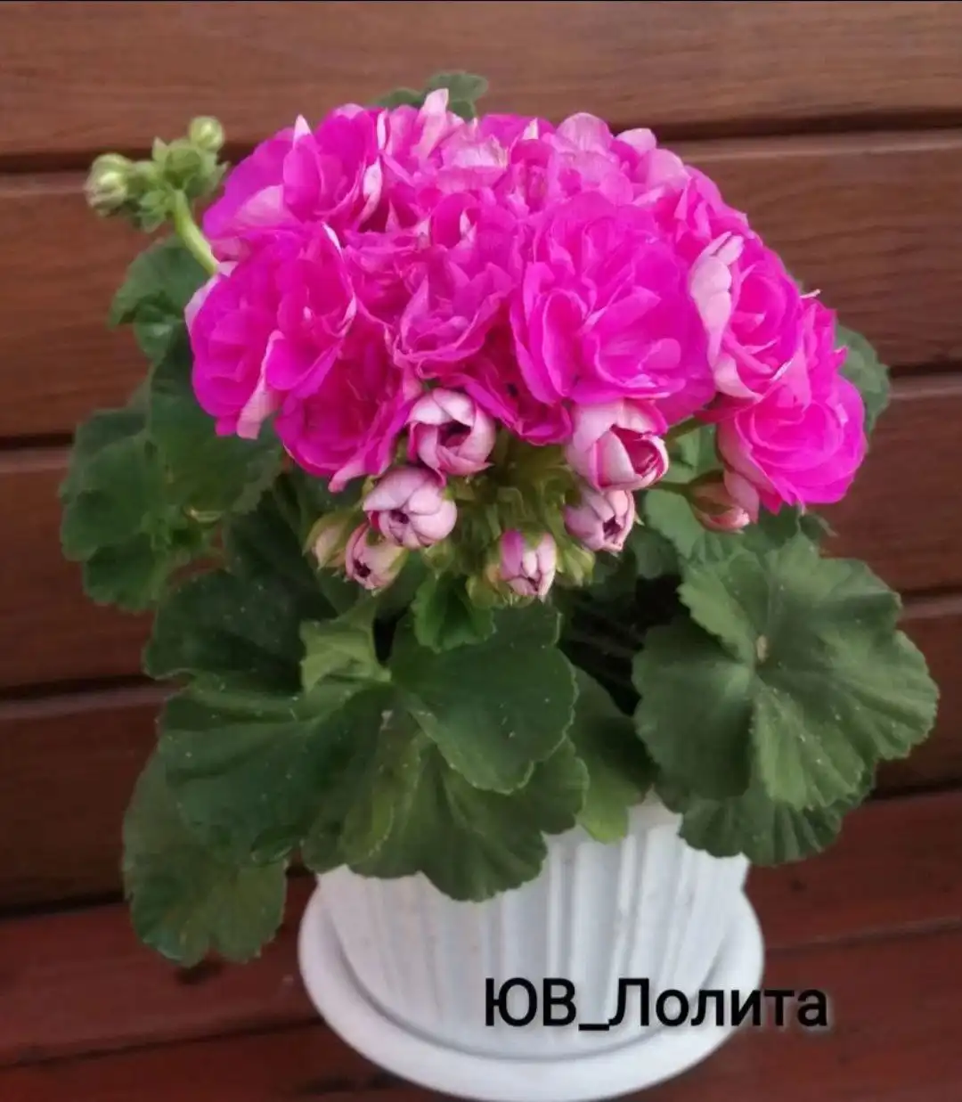 Продам пеларгонию ЮВ Лолита зональная красоточка - Комнатные растения (Хобби и отдых) в Красноярск