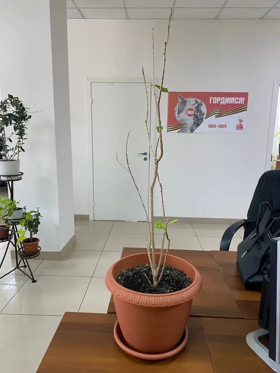 Спасение кротона в офисе - Комнатные растения (Хобби и отдых) в Красноярск