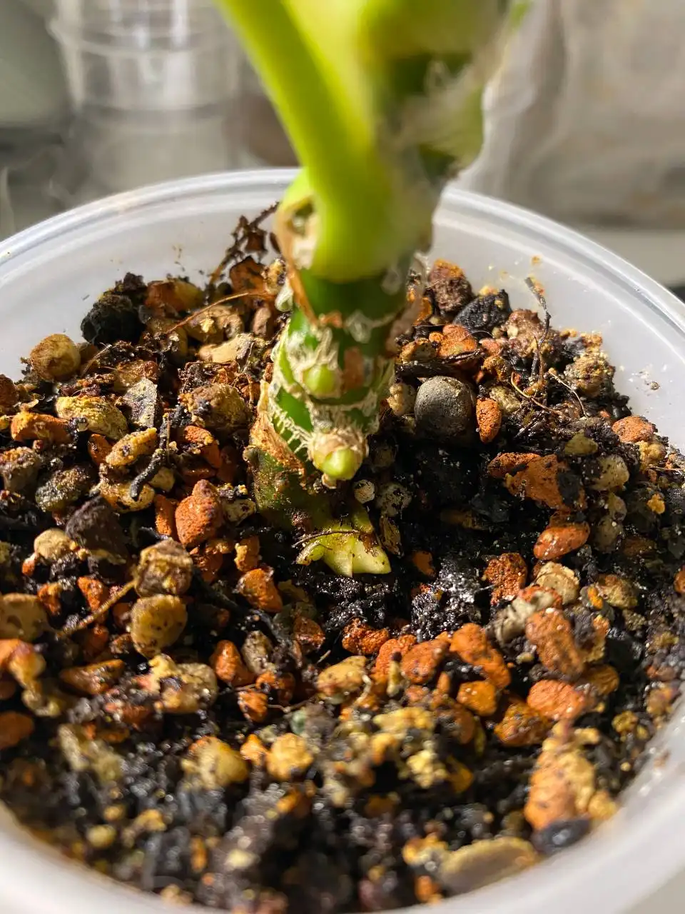 Продажа комнатных растений в Красноярске - Комнатные растения (Хобби и отдых) в Красноярск