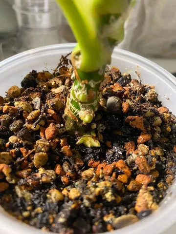 Продажа комнатных растений в Красноярске - Велосипеды в Красноярск