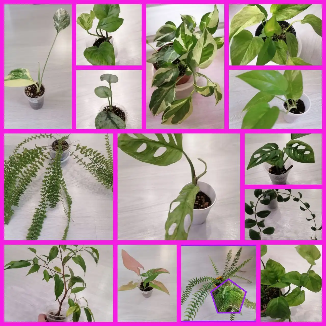 Продажа комнатных растений в Тюмени - Комнатные растения (Для дома и дачи) в Тюмень