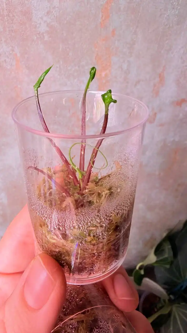 Продажа комнатных растений в Красноярске - Комнатные растения (Для дома и дачи) в Красноярск