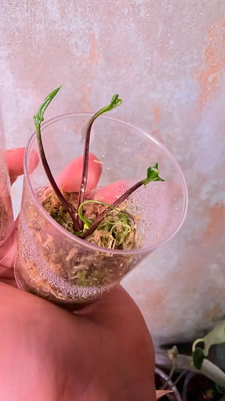 Продажа комнатных растений в Красноярске - Комнатные растения (Для дома и дачи) в Красноярск