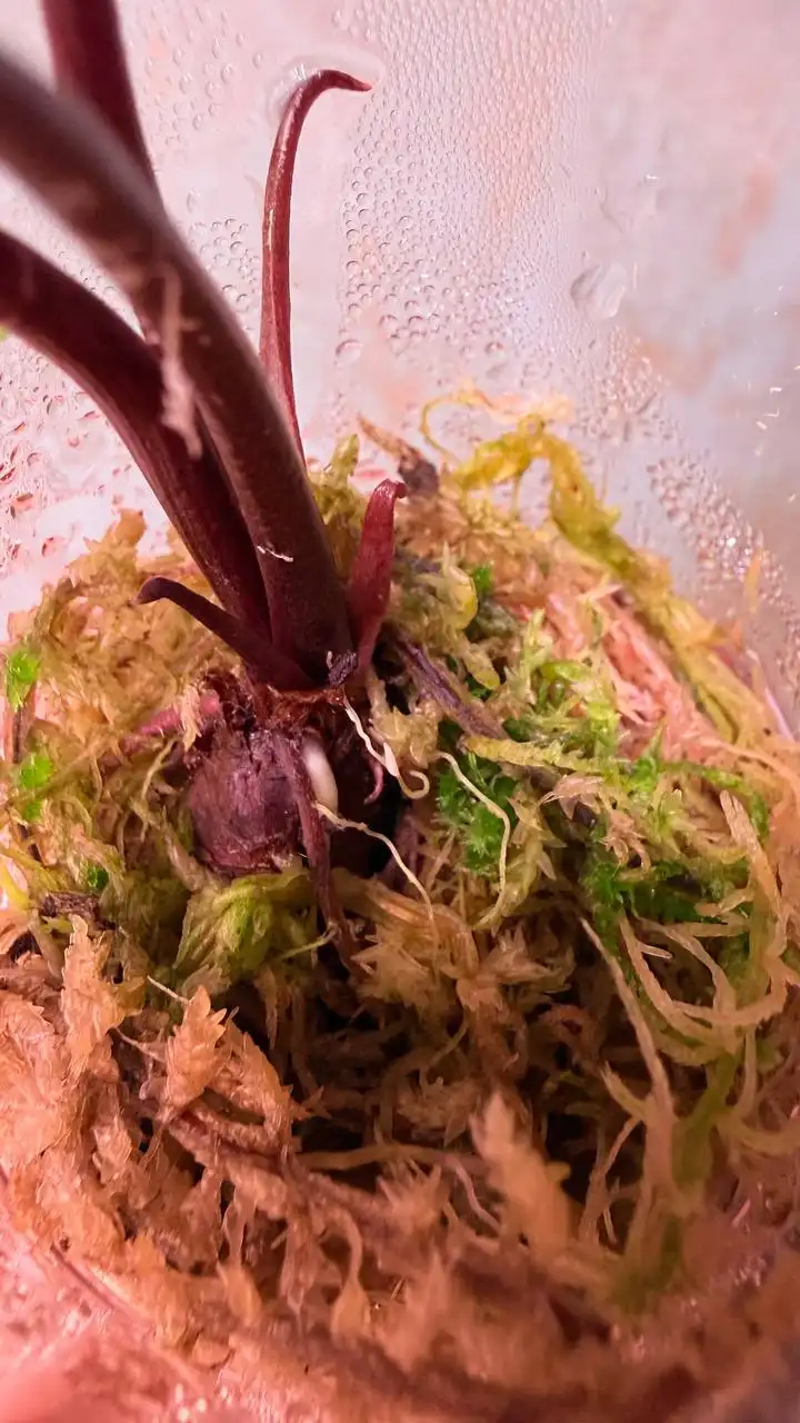 Продажа комнатных растений в Красноярске - Комнатные растения (Для дома и дачи) в Красноярск