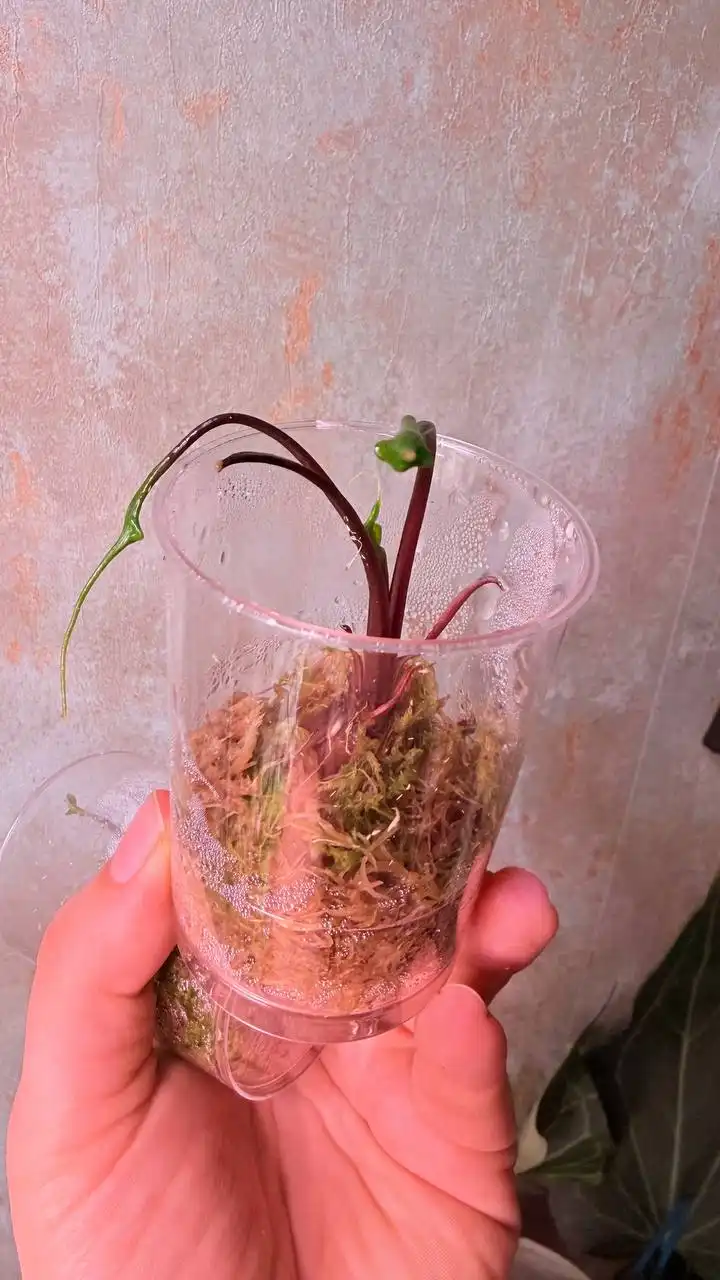 Продажа комнатных растений в Красноярске - Комнатные растения (Для дома и дачи) в Красноярск