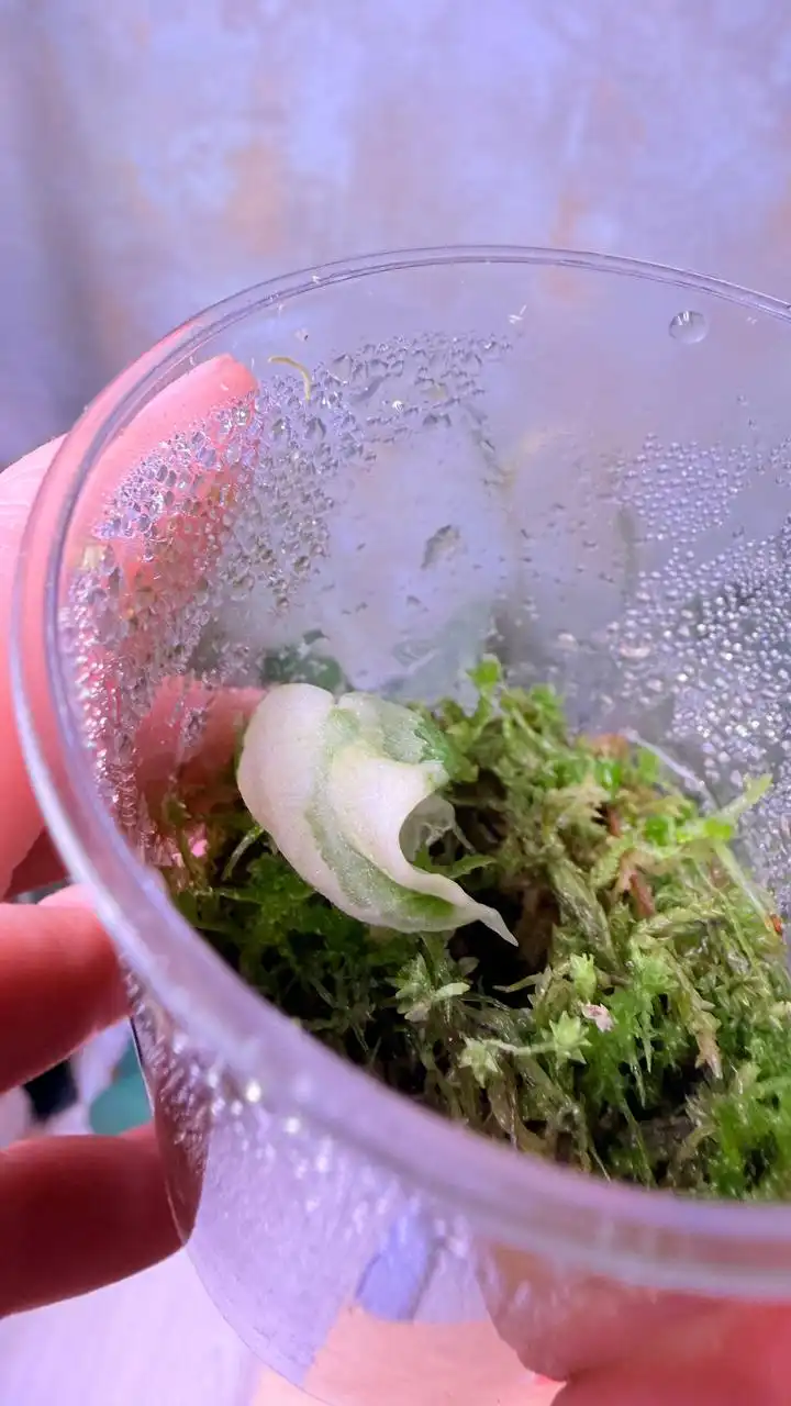 Ниндзя альбо из клубня - Комнатные растения (Хобби и отдых) в Красноярск