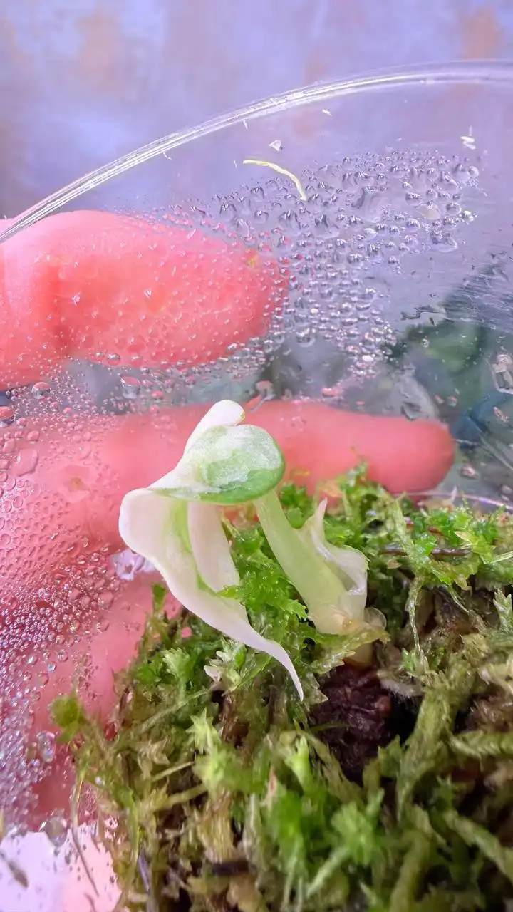 Ниндзя альбо из клубня - Комнатные растения (Хобби и отдых) в Красноярск