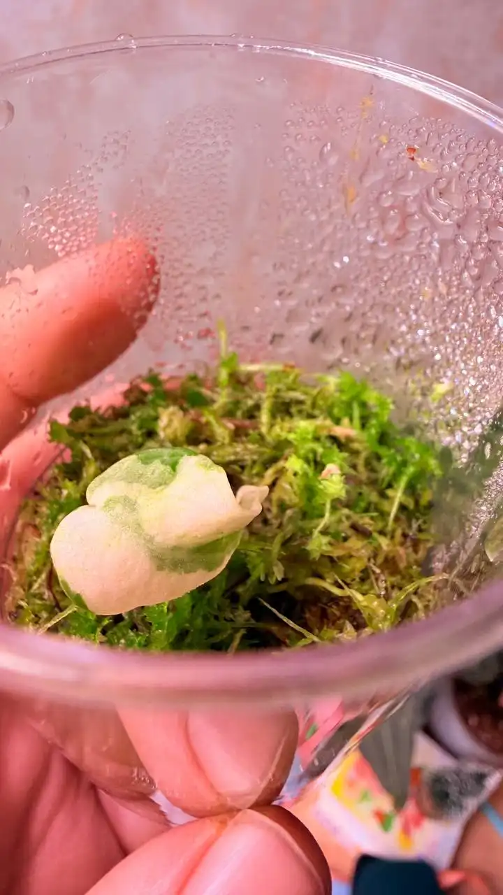 Ниндзя альбо из клубня - Комнатные растения (Хобби и отдых) в Красноярск