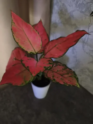 Аглаонема - комнатное растение - Велосипеды в Красноярск