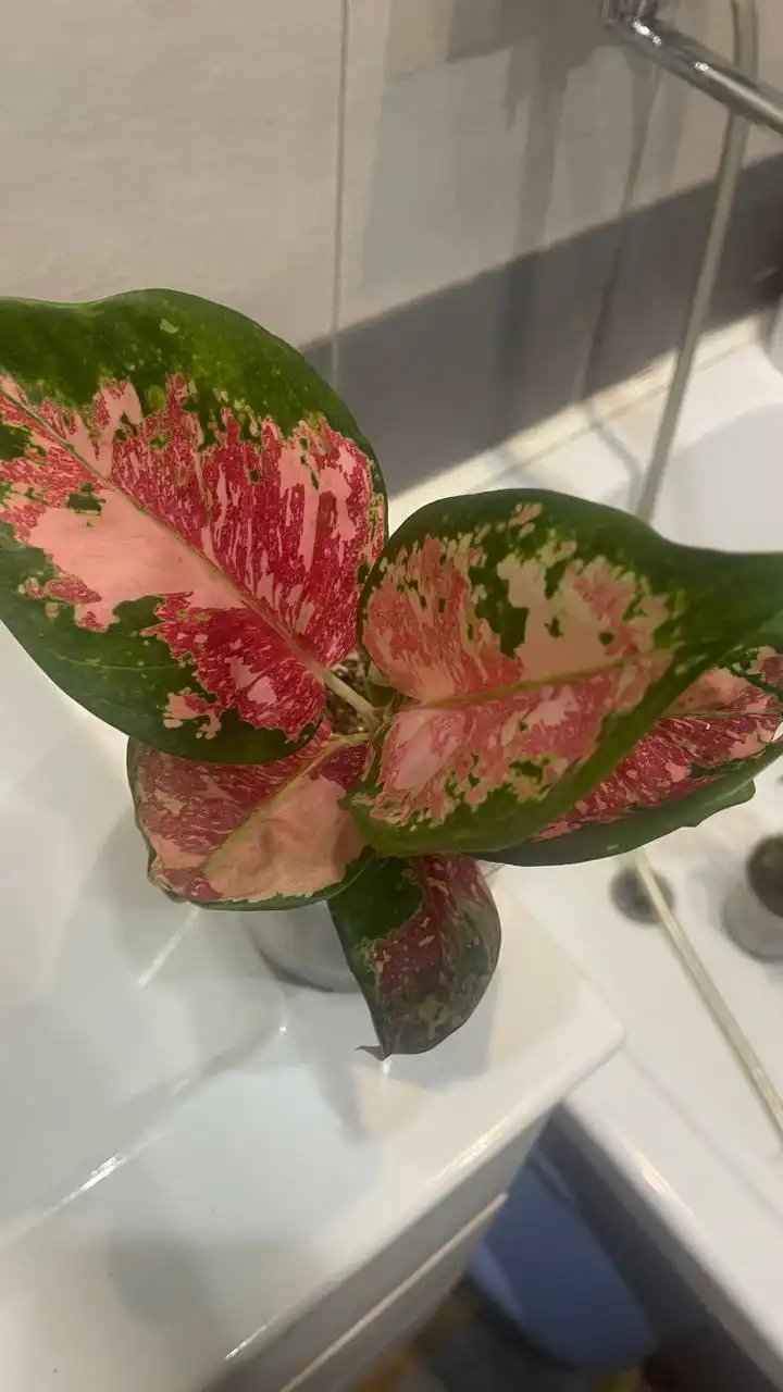 Агл кочин триколор комнатное растение - Комнатные растения (Хобби и отдых) в Красноярск