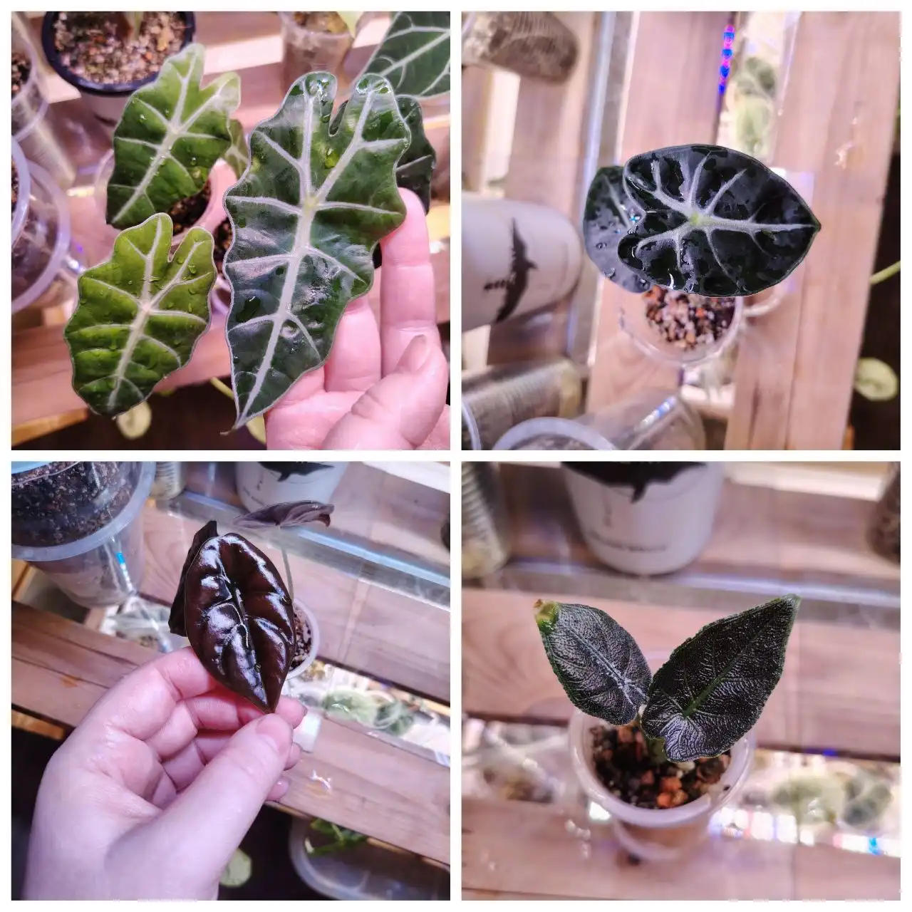 Продажа комнатных растений в Красноярске - Комнатные растения (Хобби и отдых) в Красноярск