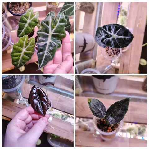 Продажа комнатных растений в Красноярске - Велосипеды в Красноярск