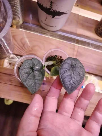 Продам алоказию детка - Велосипеды в Красноярск