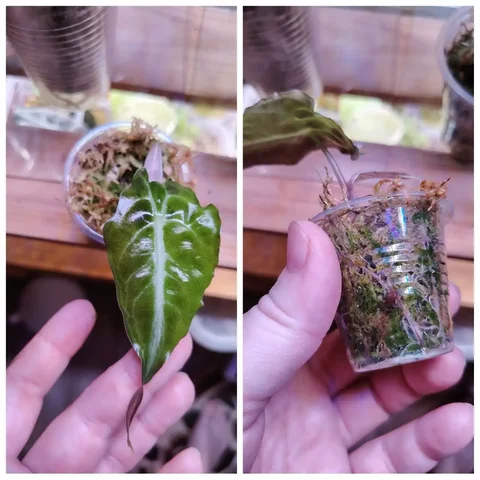 Продажа алоказии Веном - Велосипеды в Красноярск