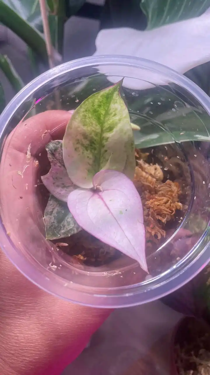 Комнатные растения Ант ренессанс Пинк 3000 - Комнатные растения (Хобби и отдых) в Красноярск