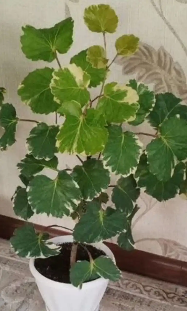 Полисциас вариегатный в горшке - Комнатные растения (Для дома и дачи) в Красноярск