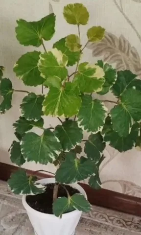 Полисциас вариегатный в горшке - Бытовая техника в Красноярск