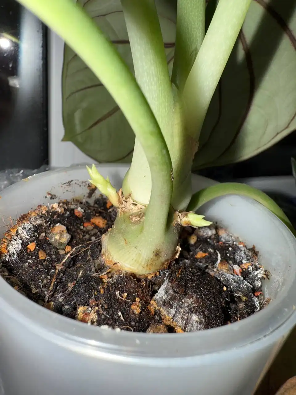 Вопрос об отростках на алоказии - Комнатные растения (Хобби и отдых) в Красноярск