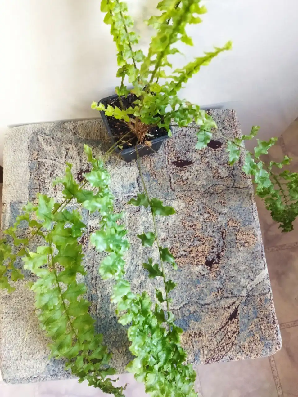 Комнатные растения в Красноярске - Комнатные растения (Хобби и отдых) в Красноярск