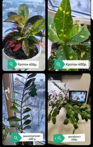 Продажа комнатных растений в Красноярске - Велосипеды в Красноярск