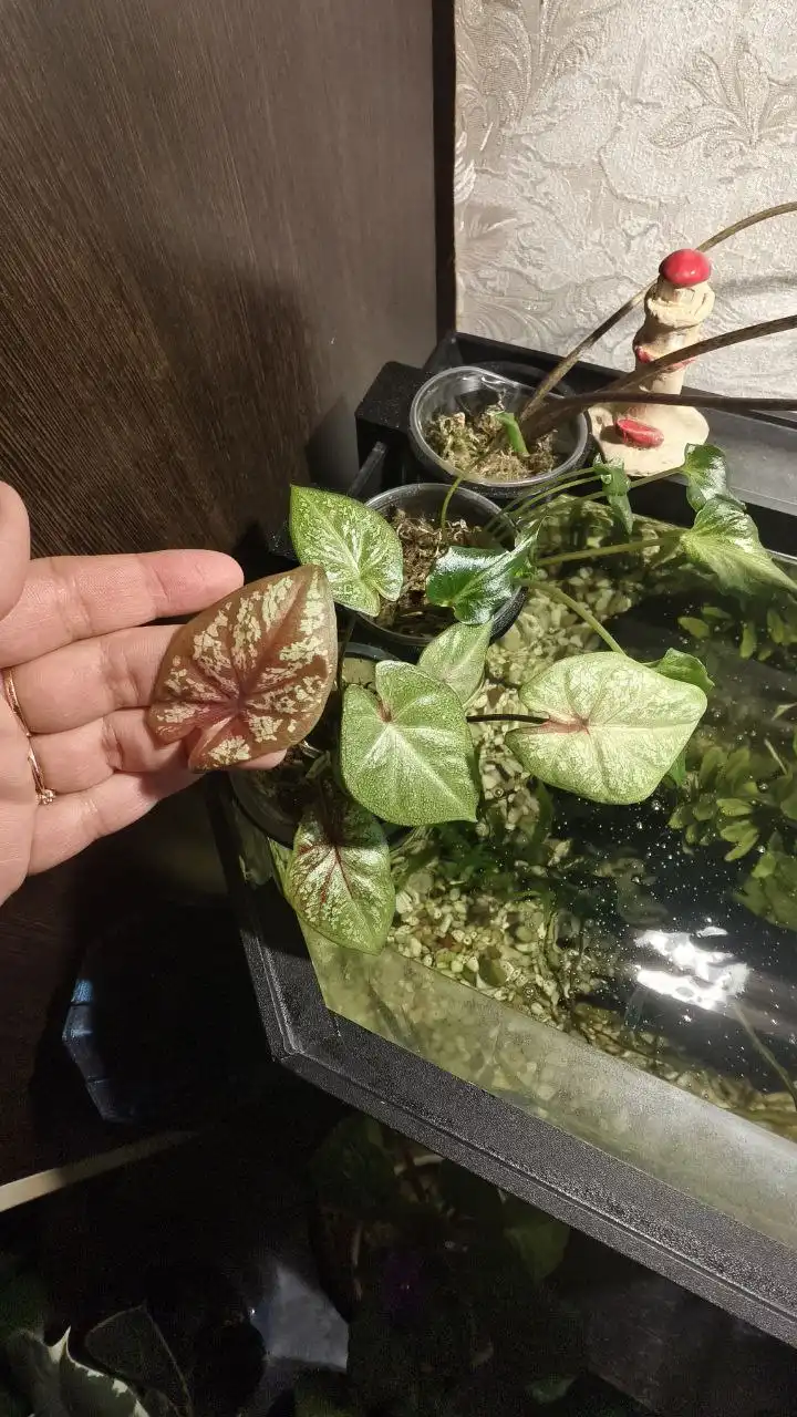 Каладиум потерял окраску листьев - Комнатные растения (Хобби и отдых) в Красноярск