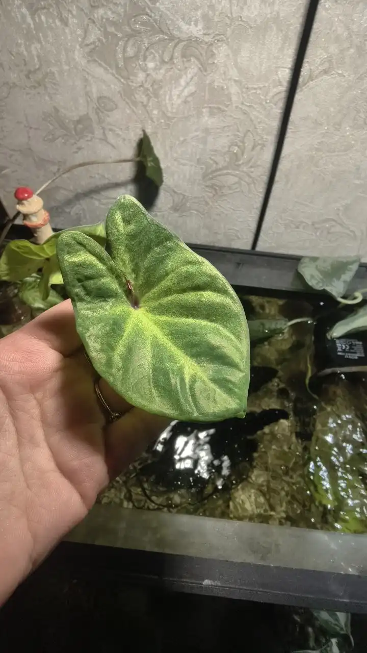 Каладиум потерял окраску листьев - Комнатные растения (Хобби и отдых) в Красноярск