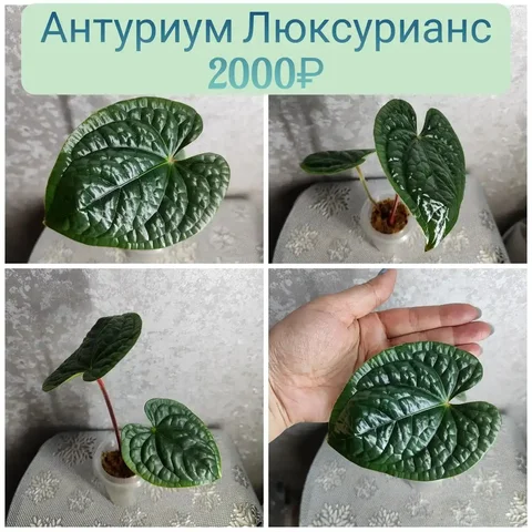 Антуриум Люксурианс детка - Велосипеды в Красноярск