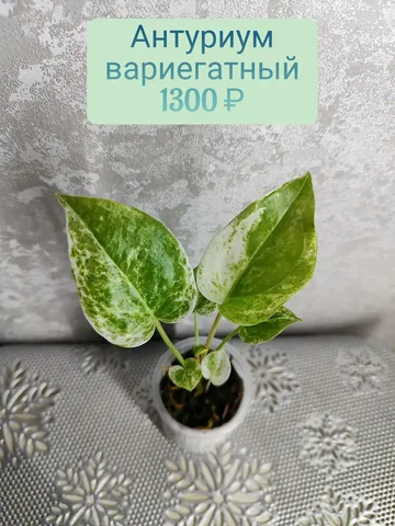 Антуриум вариегатный (гибрид) детка - Велосипеды в Красноярск
