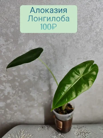 Алоказия лонгилоба в стаканчике - Велосипеды в Красноярск