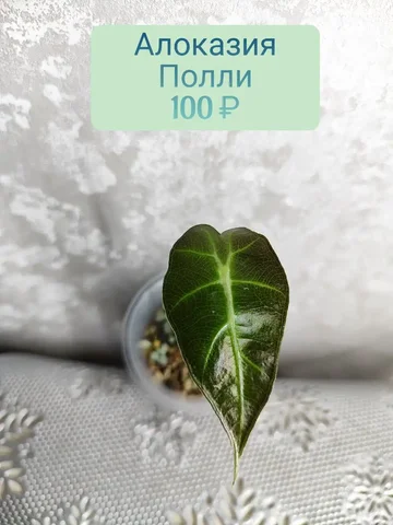Алоказия Полли в стаканчике - Велосипеды в Красноярск