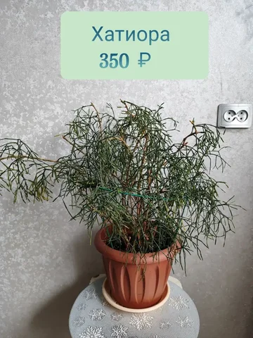 Продажа комнатного растения Хатиора - Велосипеды в Красноярск