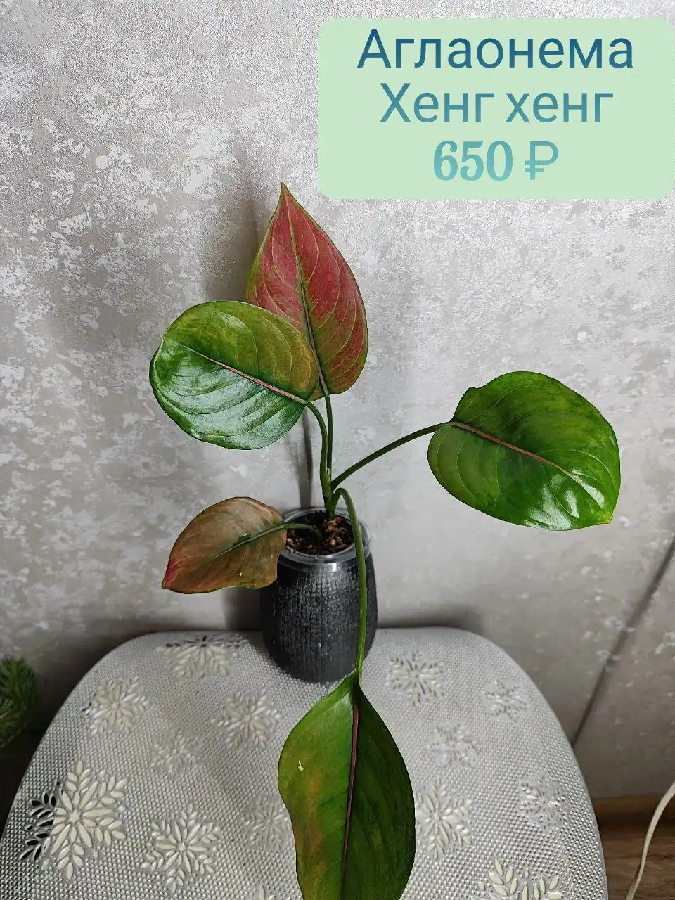 Аглаонема Хенг хенг - Комнатные растения (Хобби и отдых) в Красноярск