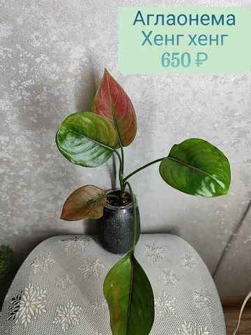 Аглаонема Хенг хенг - Велосипеды в Красноярск