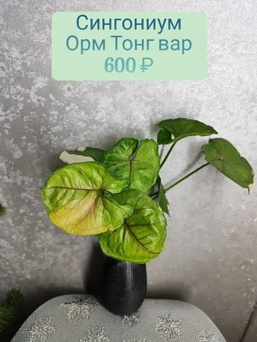 Сингониум Орм Тонг вар - Велосипеды в Красноярск