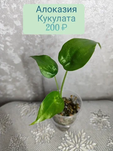 Алоказия кукулата - Велосипеды в Красноярск