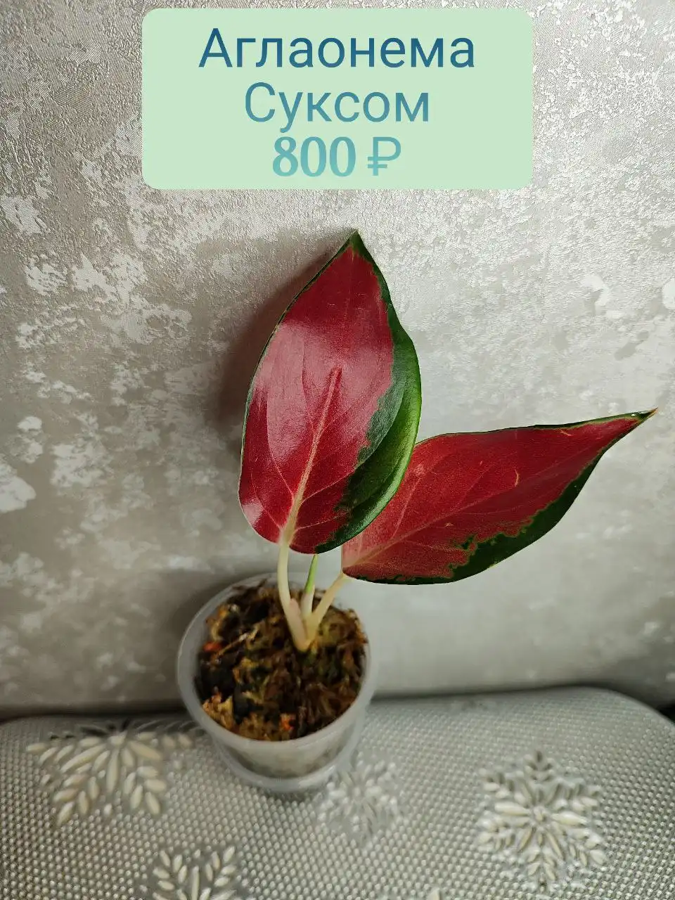 Аглаонема Суксом в стаканчике - Комнатные растения (Хобби и отдых) в Красноярск