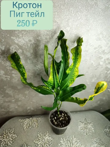 Кротон Пиг тейл - Велосипеды в Красноярск