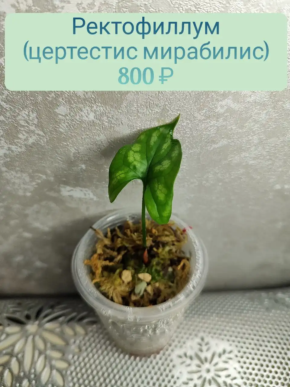 Ректофиллум (церцестис мирабилис) в стаканчике - Комнатные растения (Хобби и отдых) в Красноярск