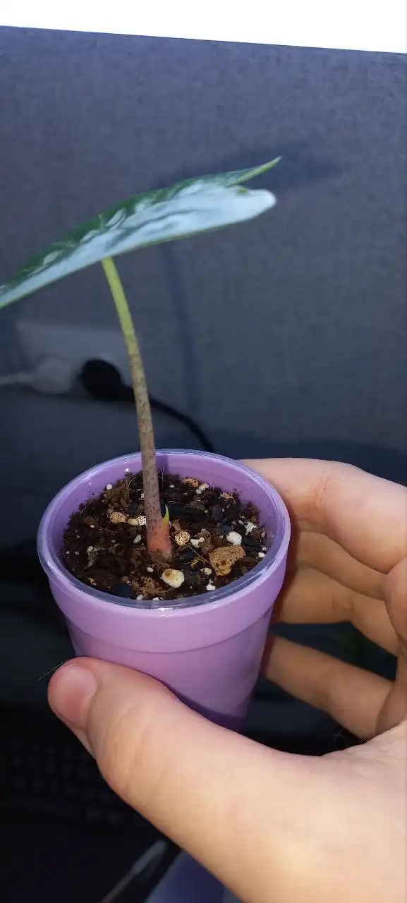 Продажа Алоказии Айвори Кост - Комнатные растения (Хобби и отдых) в Красноярск