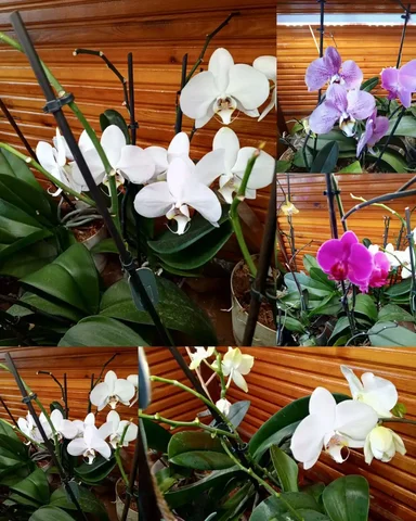 Продам орхидеи и другие комнатные растения в Красноярске - Велосипеды в Красноярск