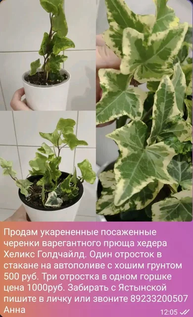 Продам комнатные растения: Аглаонема, суккуленты, фиалка, строманта, плющ, калатея - Пчеловодство в Красноярск