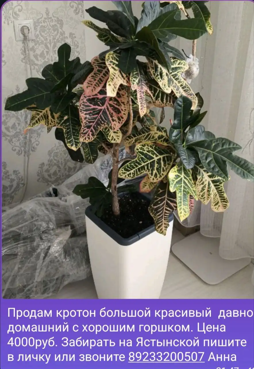 Продам комнатные растения: Аглаонема, суккуленты, фиалка, строманта, плющ, калатея - Комнатные растения (Хобби и отдых) в Красноярск