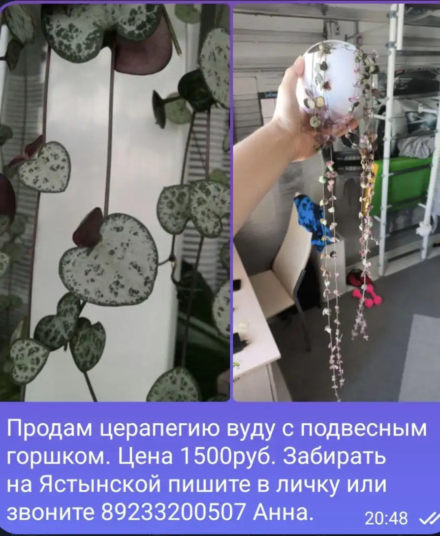 Продам комнатные растения: Аглаонема, суккуленты, фиалка, строманта, плющ, калатея - Комнатные растения (Хобби и отдых) в Красноярск