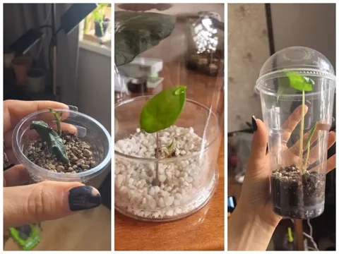 Продажа комнатных растений: Церопегия боссери и Алоказия корозон - Пчеловодство в Красноярск