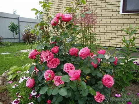 Продажа комнатного растения Прейри Джой (Канадка) - Комнатные растения в Красноярск